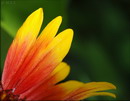 گل شاد,Firewheel, Indian blanket, Indian Blanketflower, Sundance
